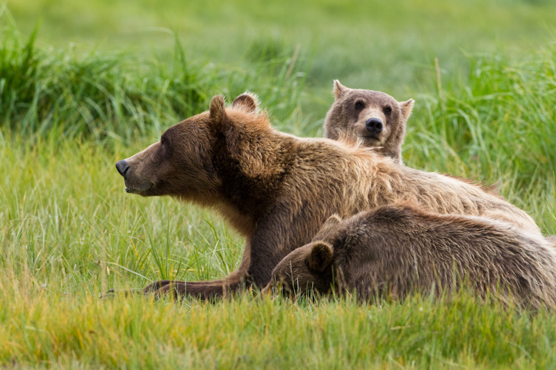 Grizzly Bear Sow And Cubs